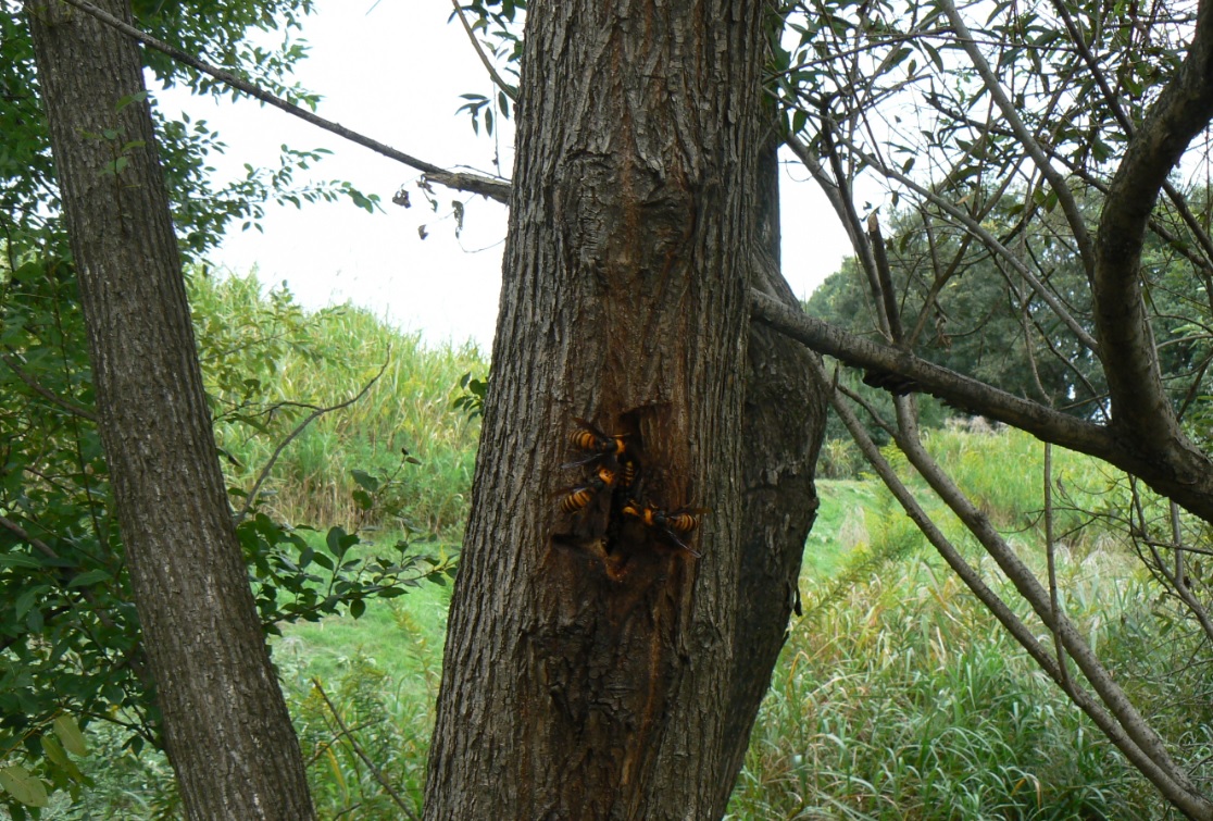 ヤナギ林の1本のヤナギ_10月 樹洞に群れるオオスズメバチ_201006_12-50